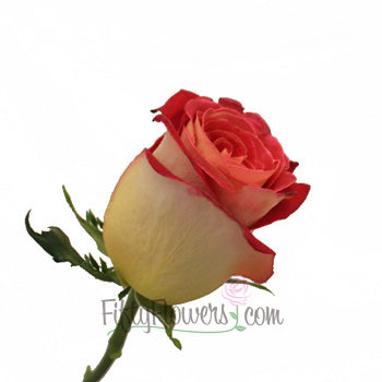 Friendship Yellow and Red Rose