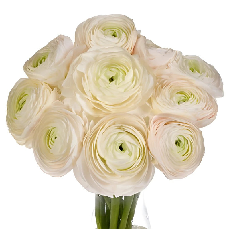Blush Italian Cloony Ranunculus