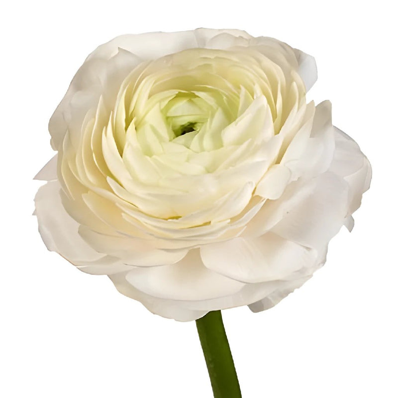 Blush Italian Cloony Ranunculus