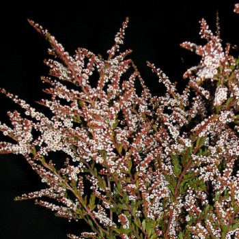 Calycina Heather White Flower