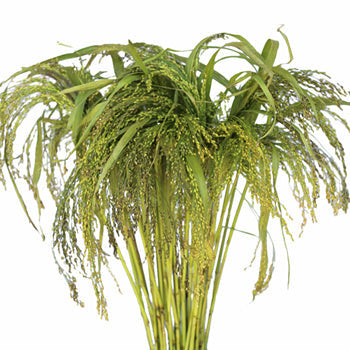 Irish Millet Bulk Greens