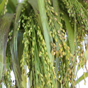 Wedding greenery irish millet bulk filler flowers sold near me