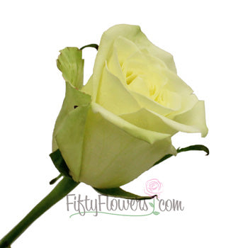 Jade Green Bulk Rose