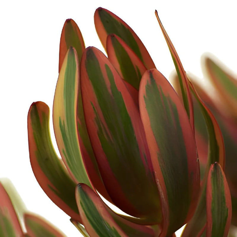 Jester Leucadendron