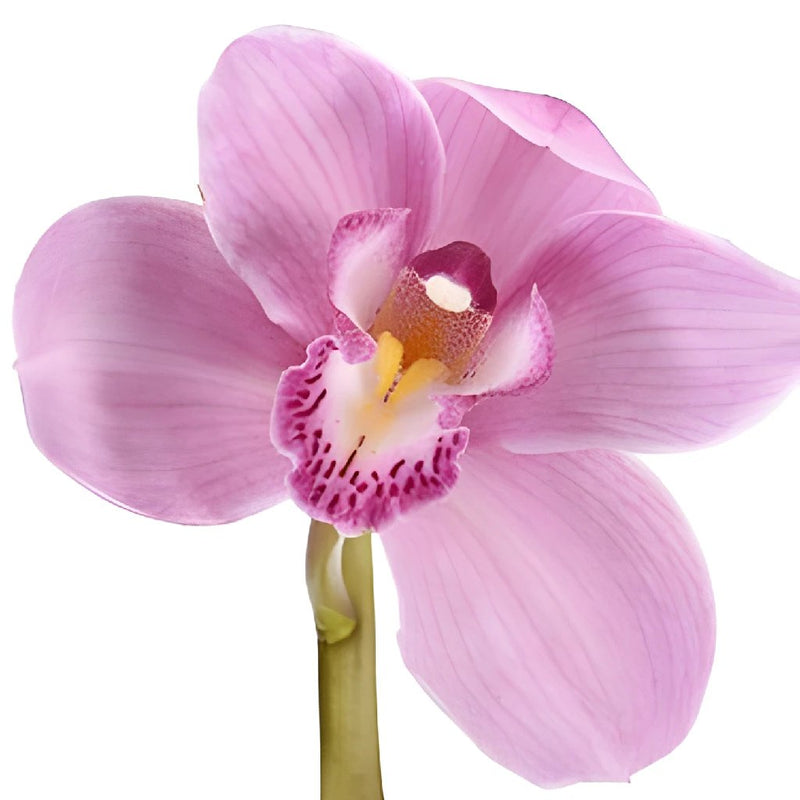 Cymbidium Orchids Pink Bulk Flower Overnight
