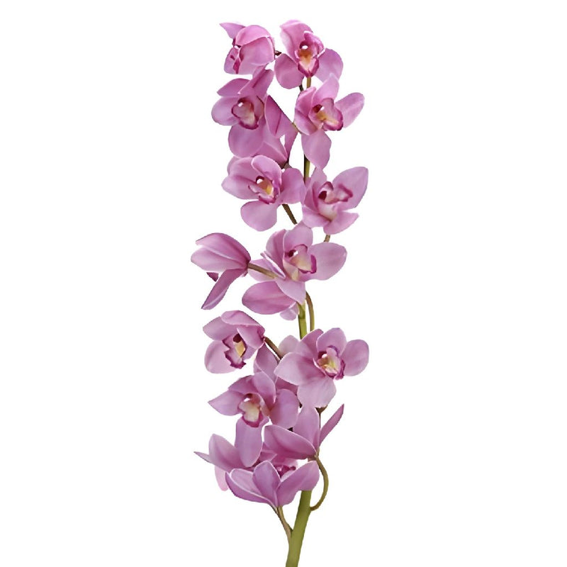 Cymbidium Orchids Pink Bulk Flower Overnight