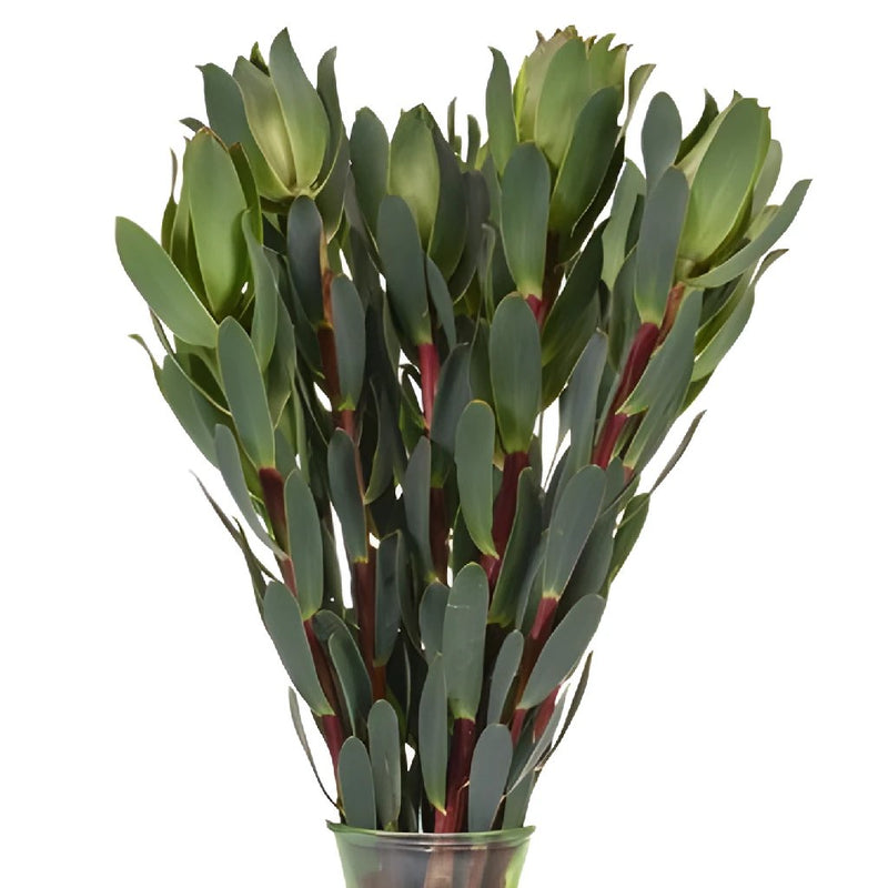 Mountain Rose Leucadendron
