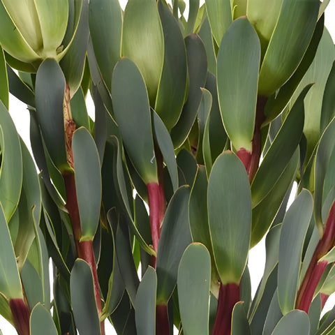 Mountain Rose Leucadendron