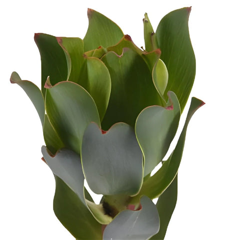 Mountain Rose Leucadendron