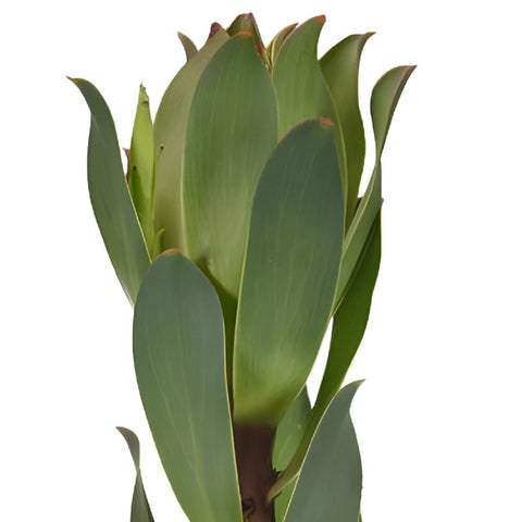 Mountain Rose Leucadendron