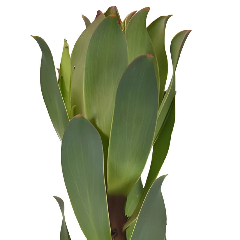 Mountain Rose Leucadendron