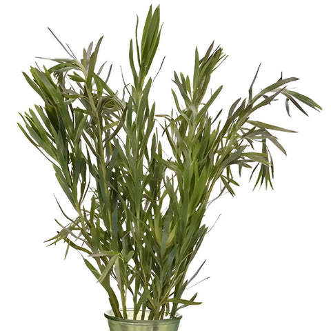 Slender Gems Leucadendron