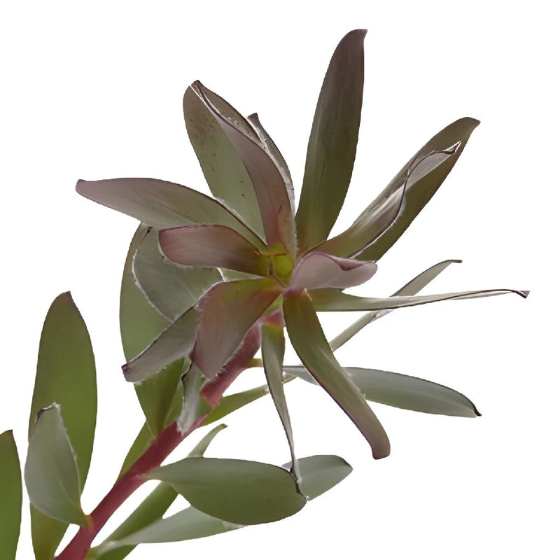 Jungle Safari Leucadendron Fresh Cut