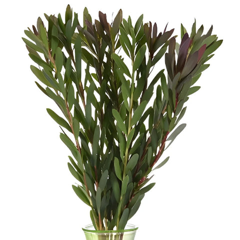 Jungle Safari Leucadendron Fresh Cut