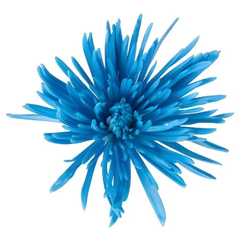 Caribbean Blue Airbrushed Spider Mum