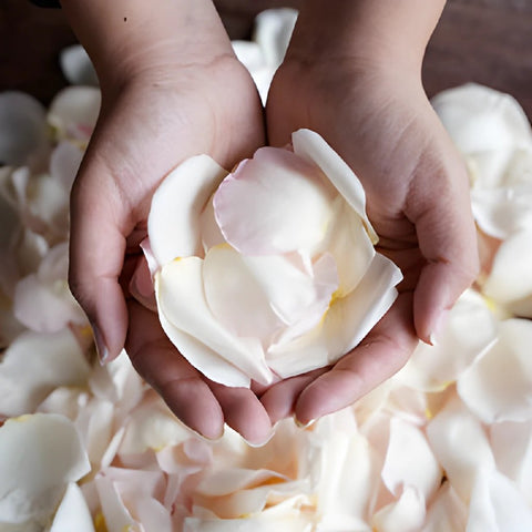 Dried Garden Rose Petals light Pink