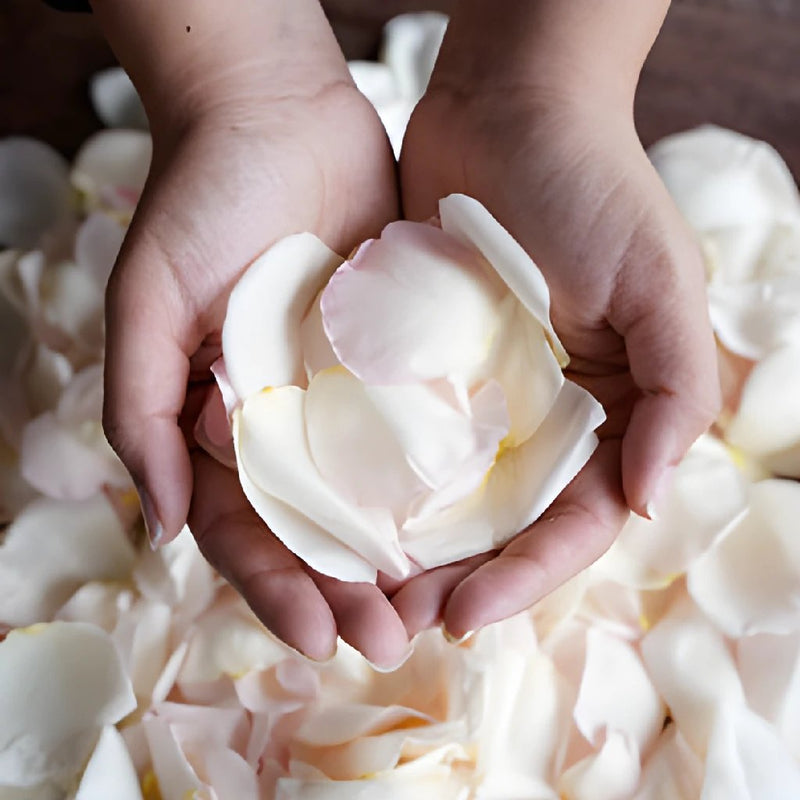 Dried Garden Rose Petals light Pink