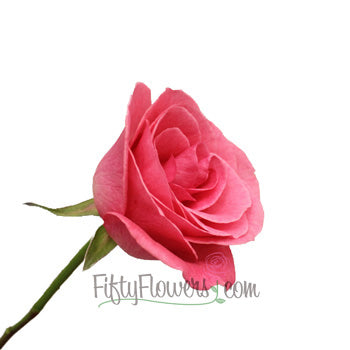 Orlando Pink Rose