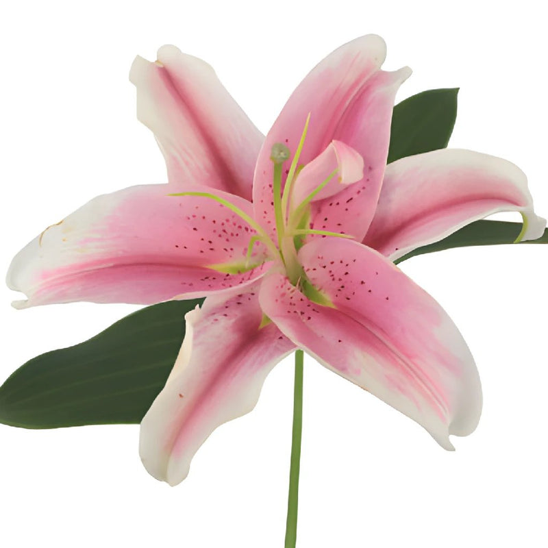 Pink Oriental Lilies