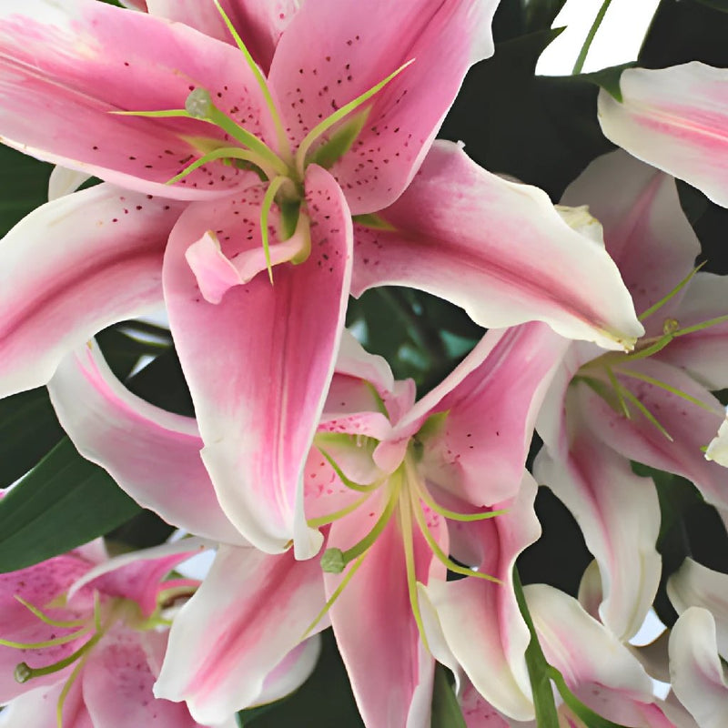 Pink Oriental Lilies