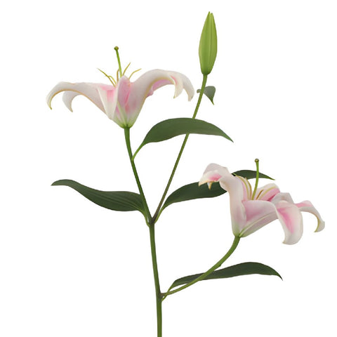 Pink Oriental Lilies