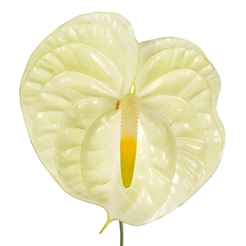 Anthurium Key Lime Tropical Flower