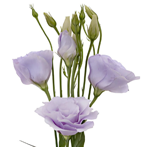 Lavender Lisianthus Wholesale Flower