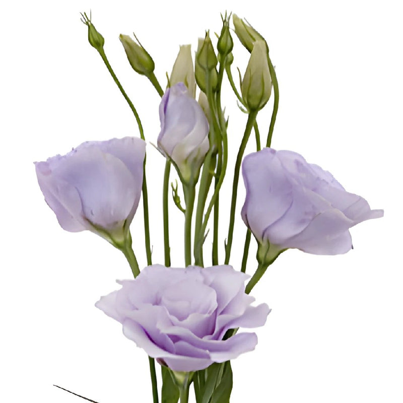 Lavender Lisianthus Wholesale Flower