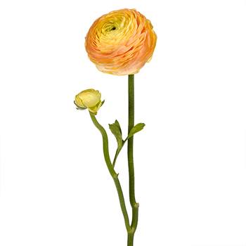 Bahama Mama Italian Cloony Ranunculus