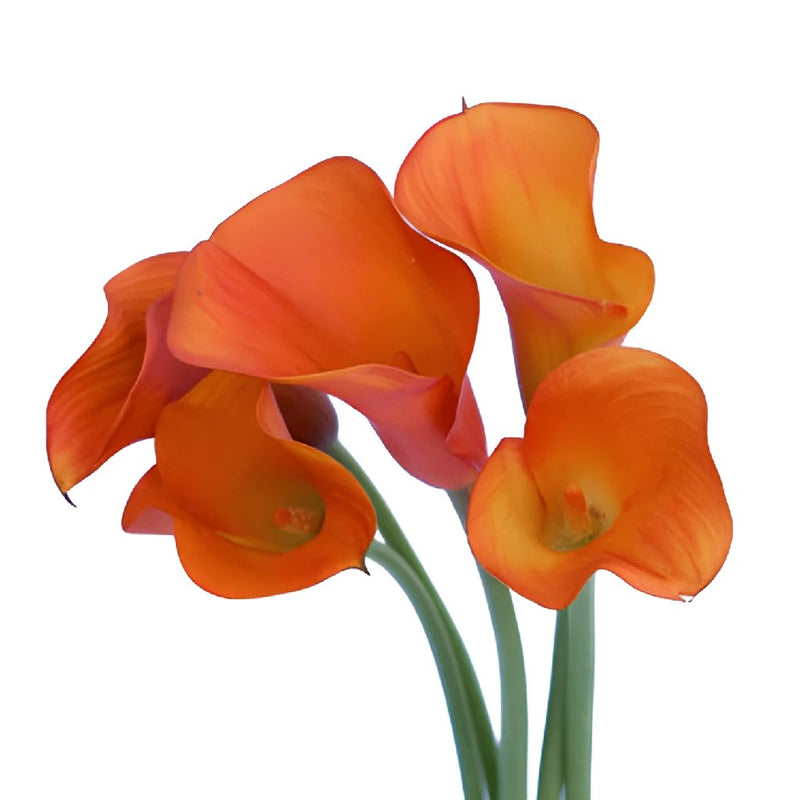 Mango Mini Calla Lily Bulk Flower
