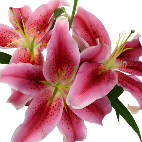 Manifesto Oriental Lily
