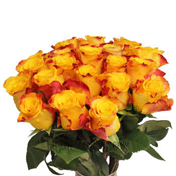 Orange Kissed Marie Claire Rose