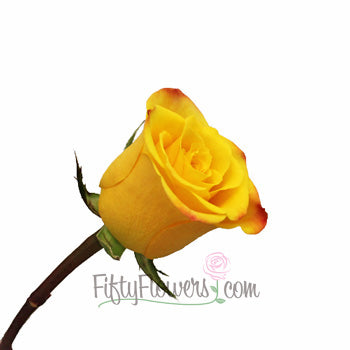 Orange Kissed Marie Claire Rose