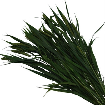 Millet Fresh Autumn Greens