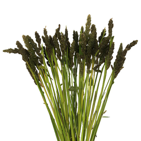 Tapestry Millet Bulk Greens