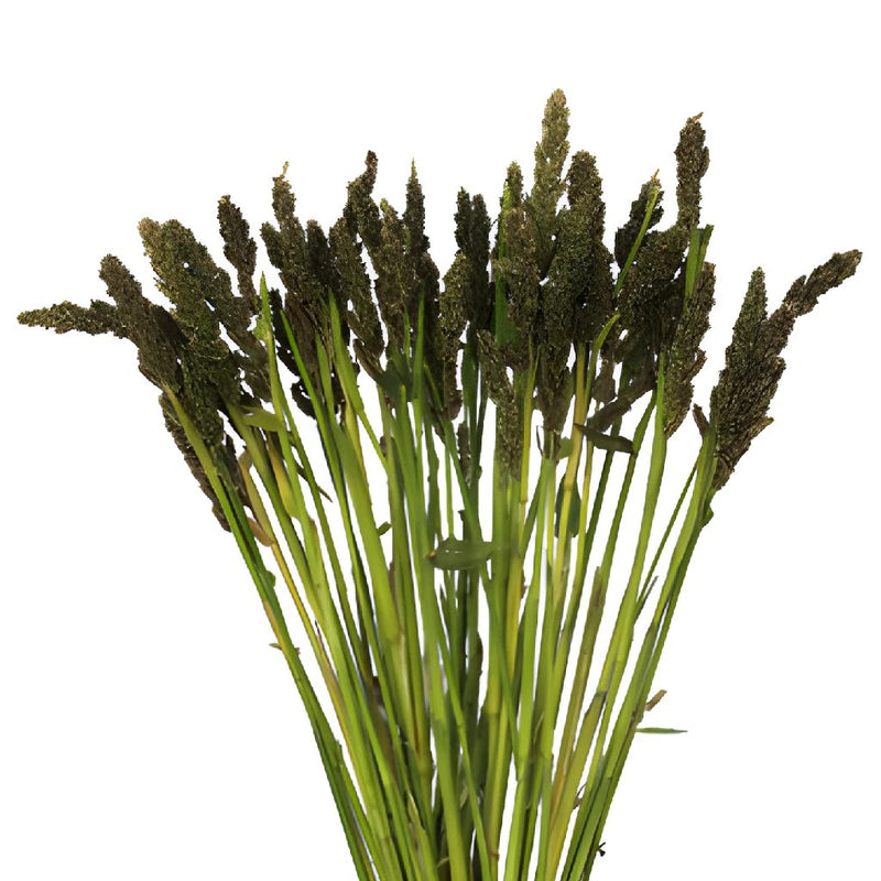 Tapestry Millet Bulk Greens