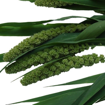 Wedding greenery millet fresh autumn filler flowers sold near me