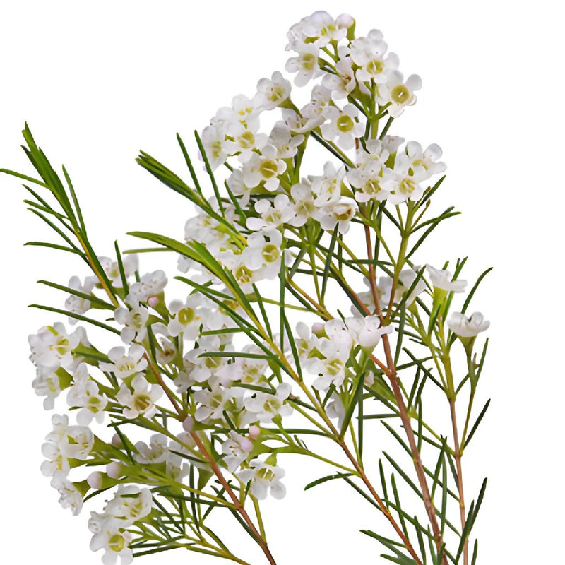 Mini White Wax Flower Jan To May Delivery