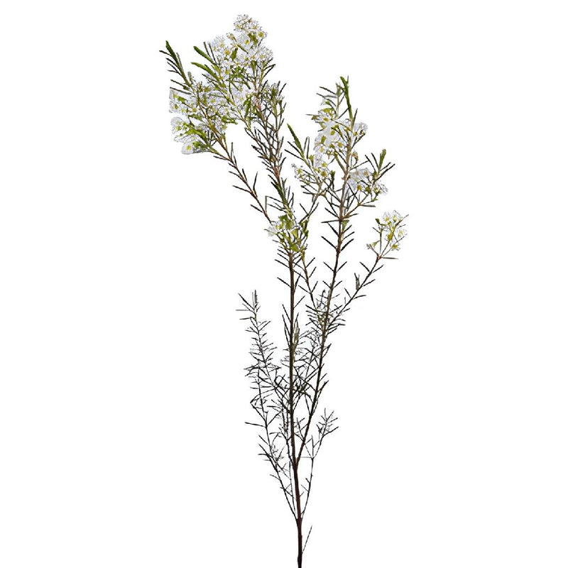 Mini White Wax Flower Jan To May Delivery
