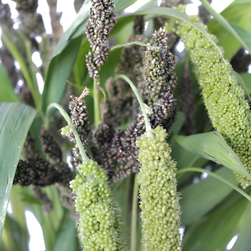 Assorted Millet Bulk Greens