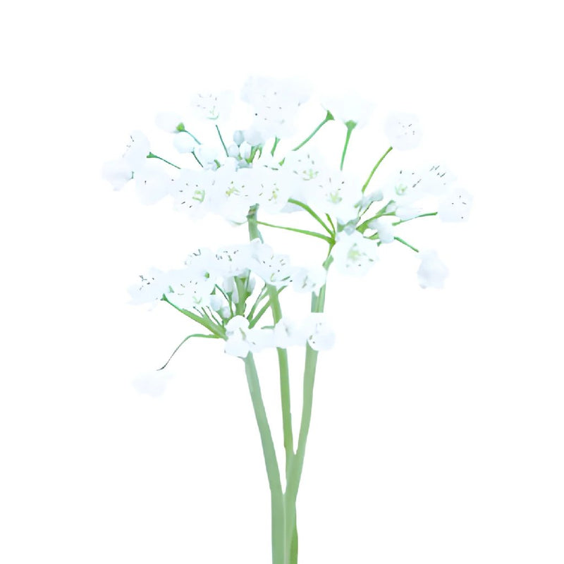 Allium Spray White Flower