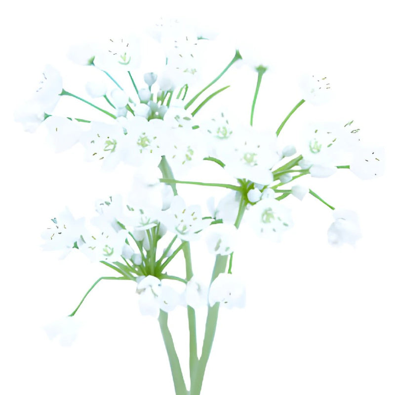 Allium Spray White Flower