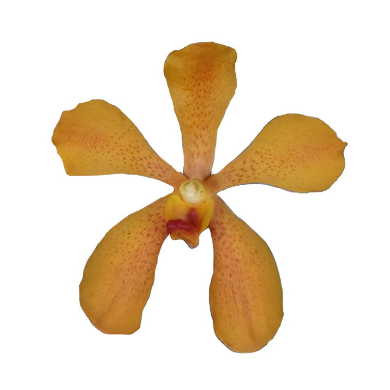 Gold Orange Mokara Orchids Flower