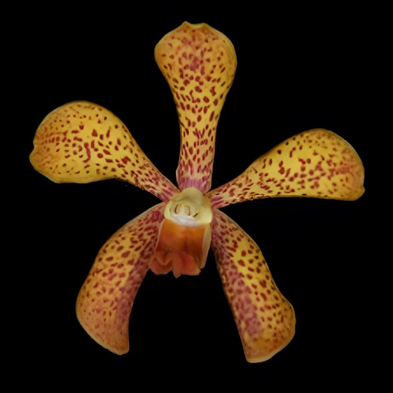 Autumn Afternoon Mokara Orchids