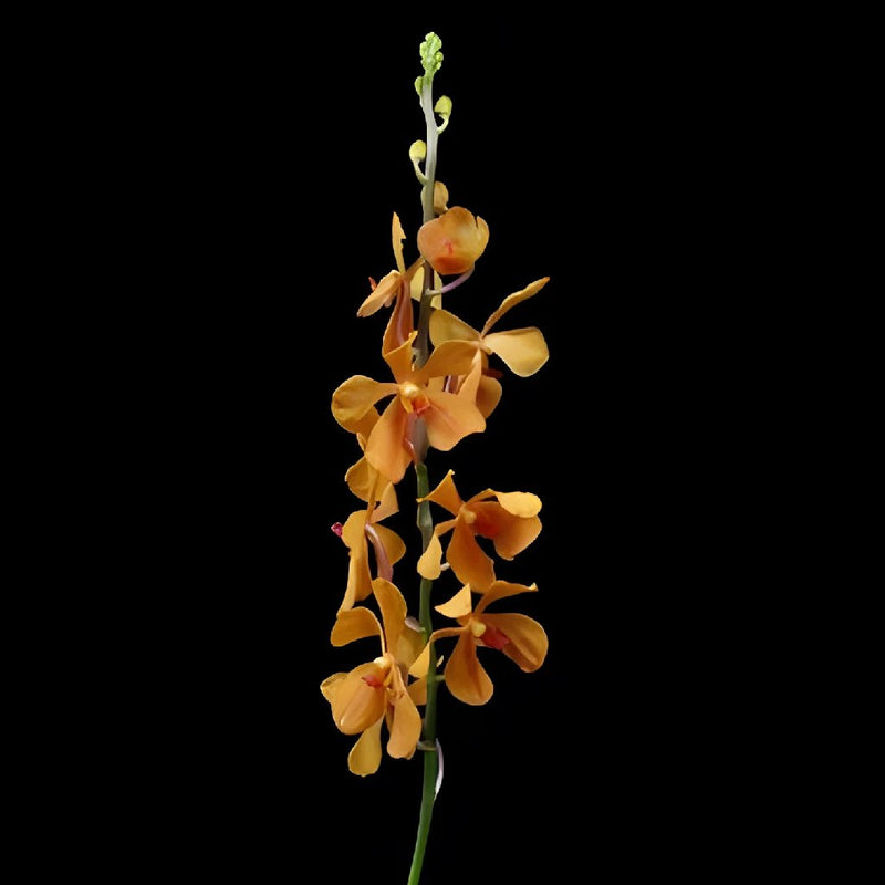 Gold Orange Mokara Orchids Flower