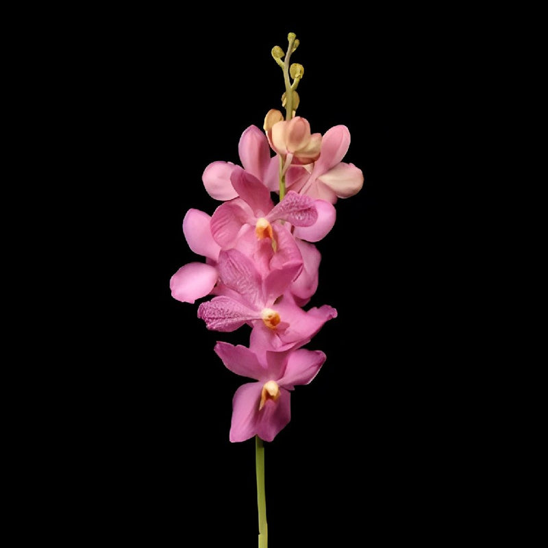 Jaguar Pink Mokara Orchids