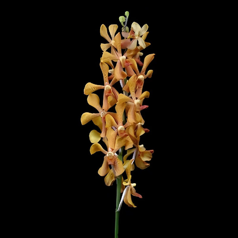 Autumn Afternoon Mokara Orchids