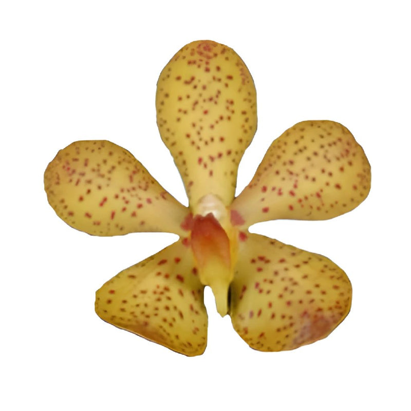 Teresa Mokara Orchids Yellow Flower