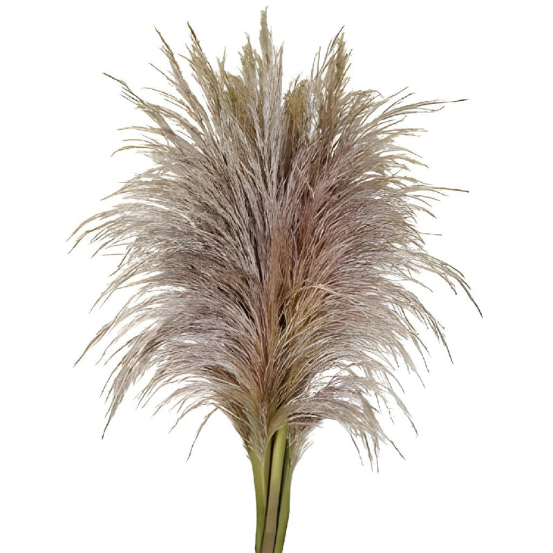 Wedding greenery bulk pampas grass filler flower sold near me