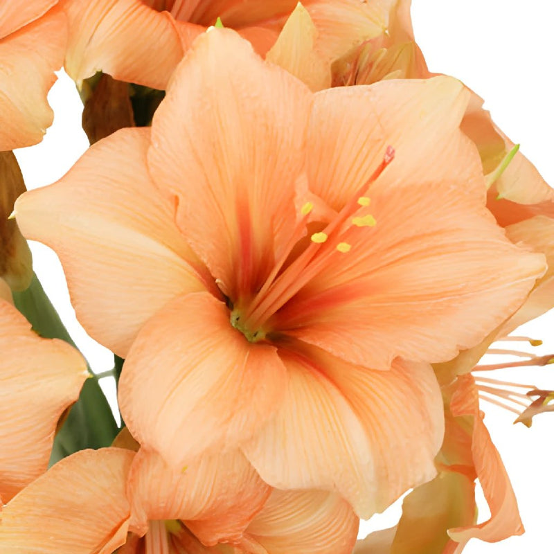 Amaryllis Peach Bulk Flower